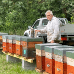 Cheptel sédentaire utilisé pour la sélection de reines Buckfast en France