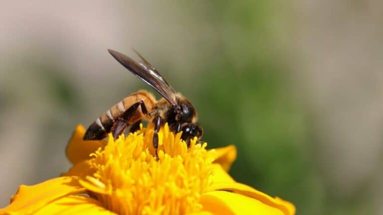 Panorama des Espèces d&rsquo;Abeilles du Monde