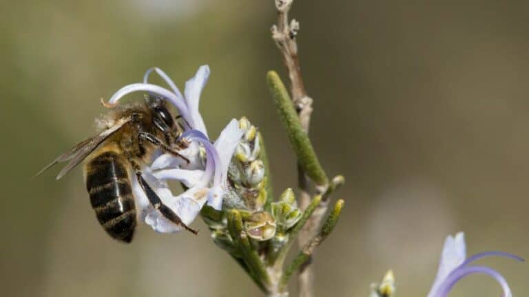 Apis Mellifera Mellifera (l&rsquo;Abeille Noire d&rsquo;Europe)