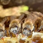 duree de vie d une abeille