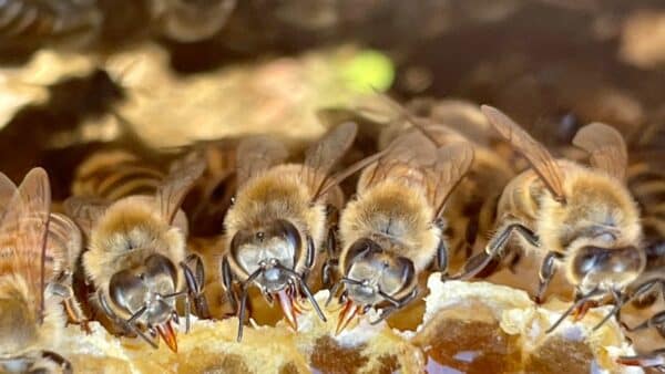 Quelle est la durée de vie d'une abeille ? - Mes Abeilles