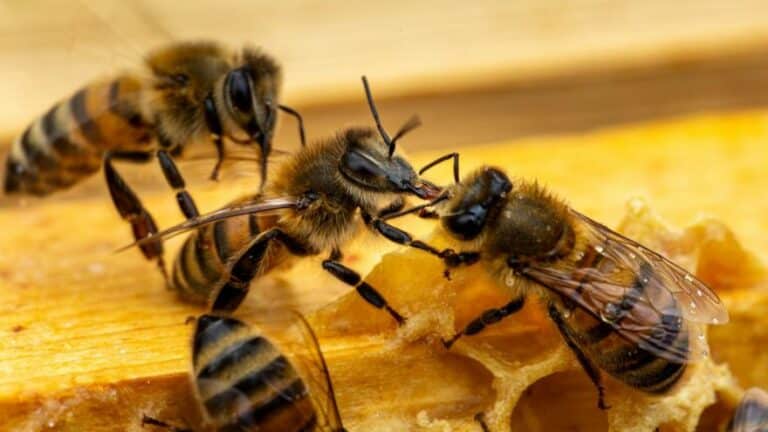 La Trophallaxie chez les Abeilles