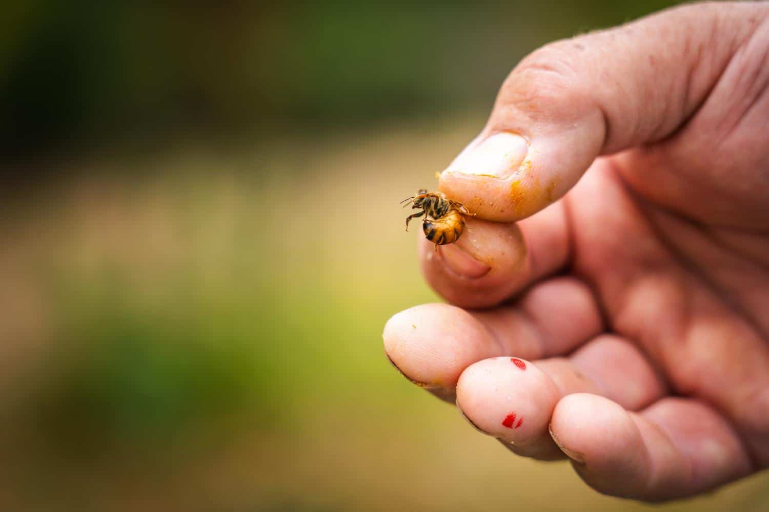 Reines fécondées Buckfast (Frère Adam) 7 Reines fécondées Buckfast (Frère Adam) – Image 7