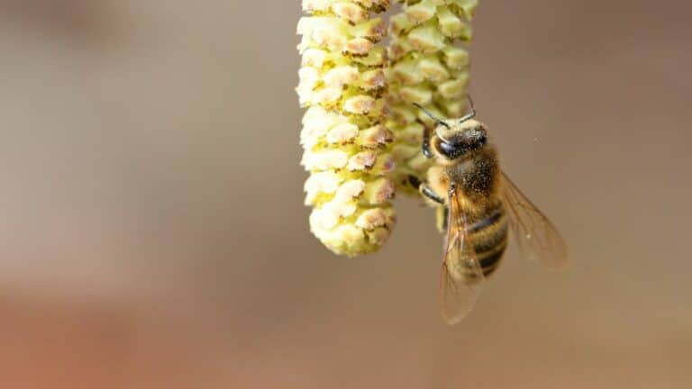 Pollen de Noisetier : Vital pour les Abeilles