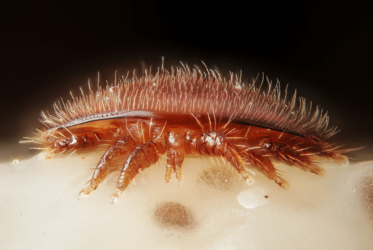 Le varroa : L&rsquo;enemie n°1 des abeilles