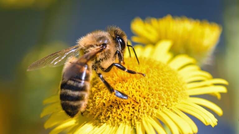 La danse des abeilles, un langage secret