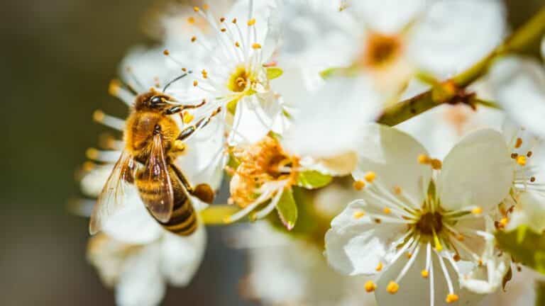L&rsquo;importance des abeilles pour la pollinisation