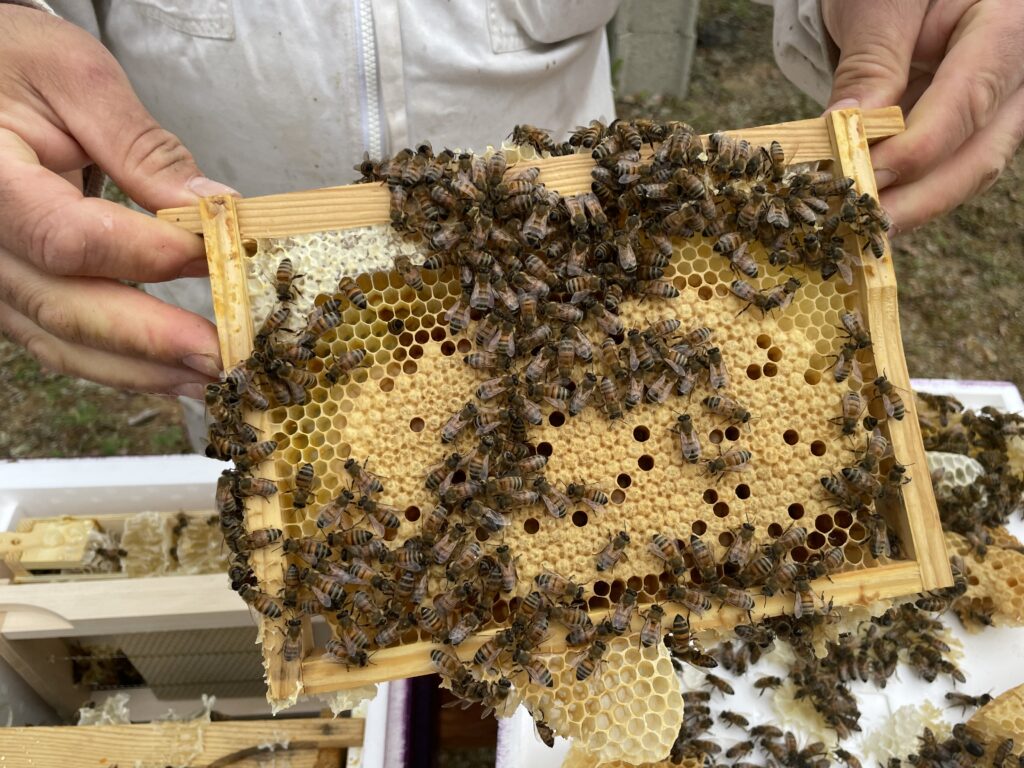 Comment choisir un éleveur de reines Buckfast ? 2 Cadre de couvain compact issu d’une lignée Buckfast sélectionnée