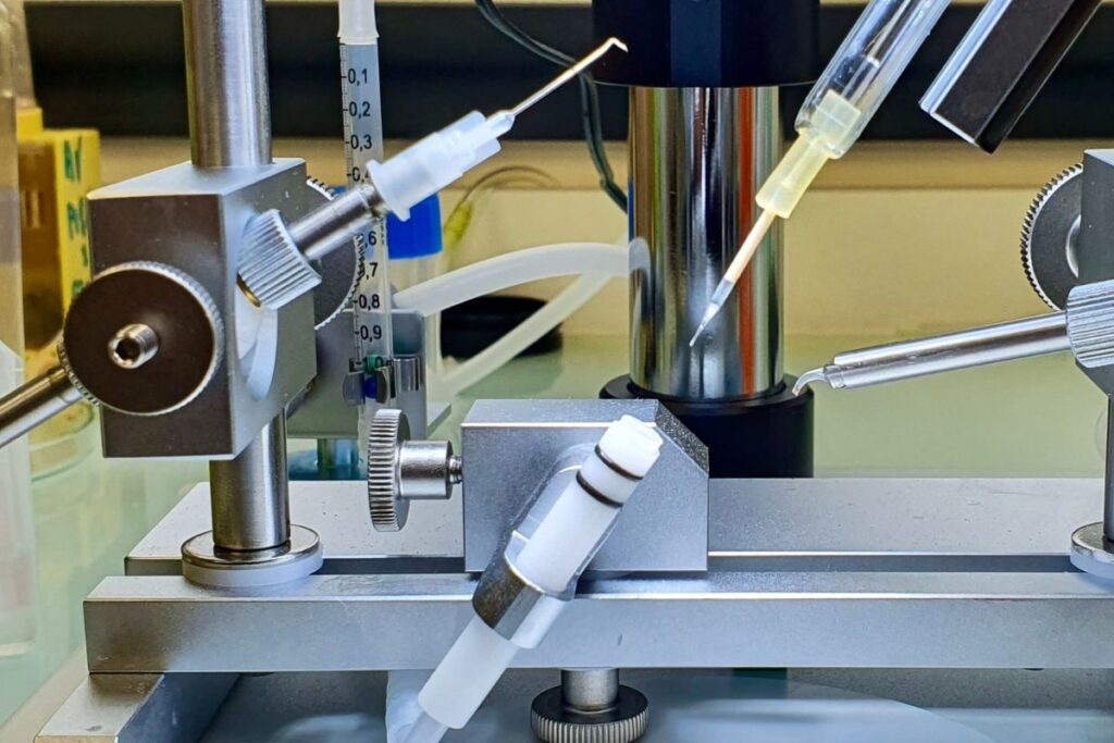 Comment choisir un éleveur de reines Buckfast ? 3 Insémination instrumentale d’une reine Buckfast pour préserver une lignée sélectionnée