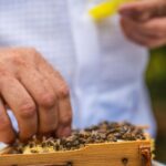 Samuel Fedorawiez : éleveur de reines Buckfast dans l'Eure, Normandie