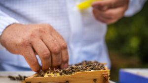 Éleveur récoltant une reine Buckfast pour la placer dans une cagette jaune