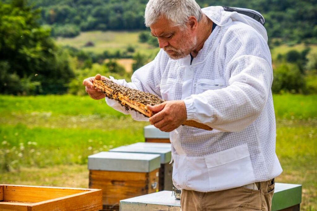 Comment choisir un éleveur de reines Buckfast ? 1 Éleveur récoltant une reine Buckfast pour la placer dans une cagette jaune