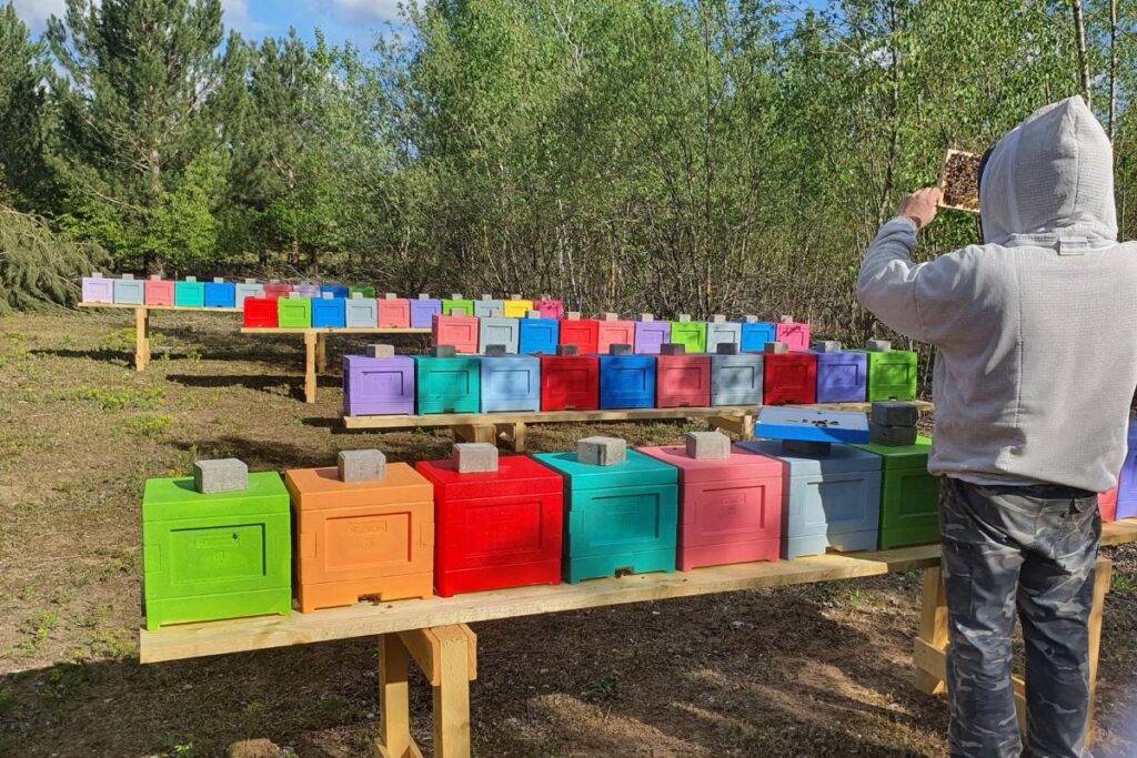 Comment choisir un éleveur de reines Buckfast ? 4 Station de fécondation Buckfast avec mâles sélectionnés pour un contrôle génétique précis