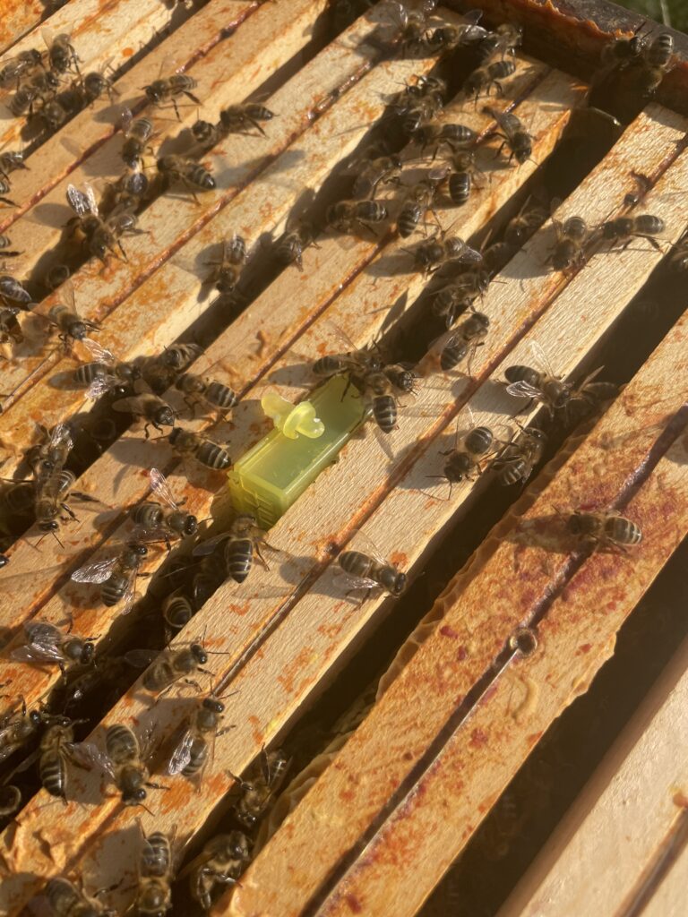 introduire reine fecondee