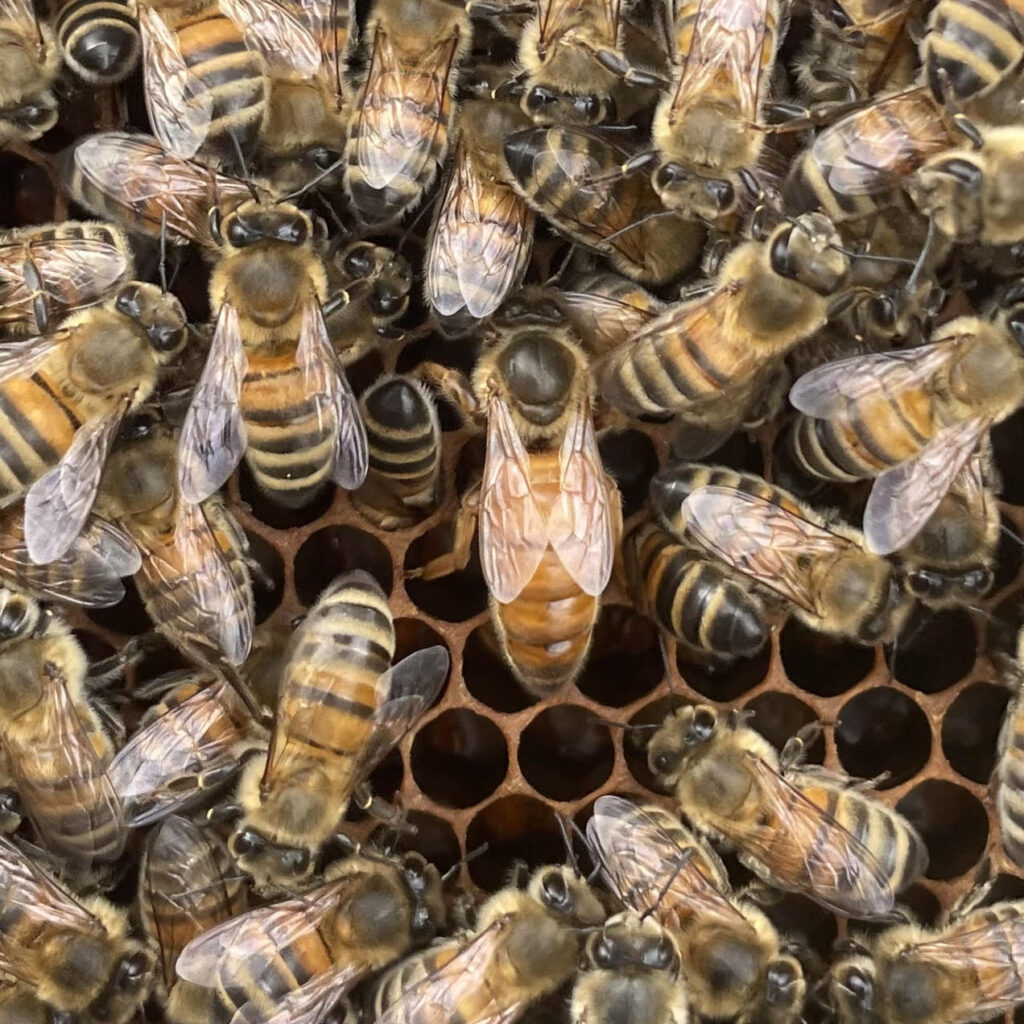 abeille buckfast selectionee