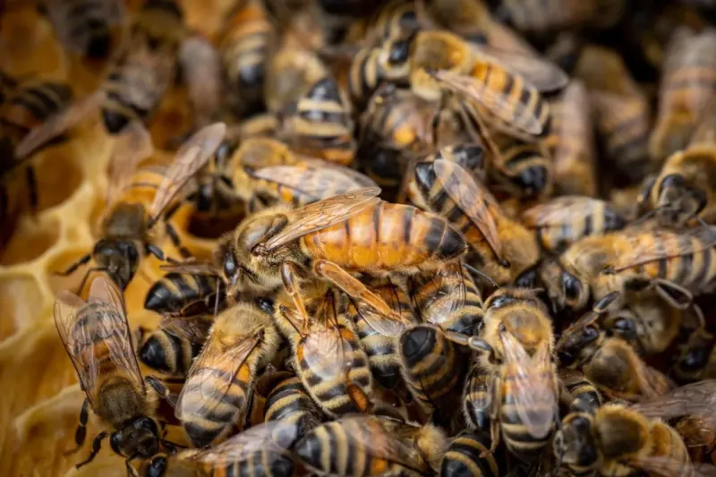 Élevage de reines Buckfast en Normandie – contrôle d'un cadre de couvain sur l'exploitation dans l'Eure