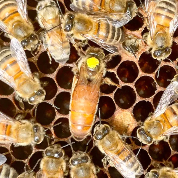 Reine Buckfast fécondée F1 marquée sur cadre – sélection locale en Normandie