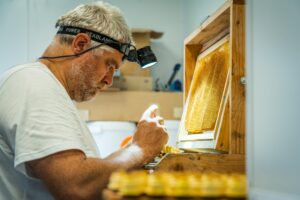 Technique de greffage de larves avec un picking chinois bien réglé – apiculture élevage de reines Buckfast